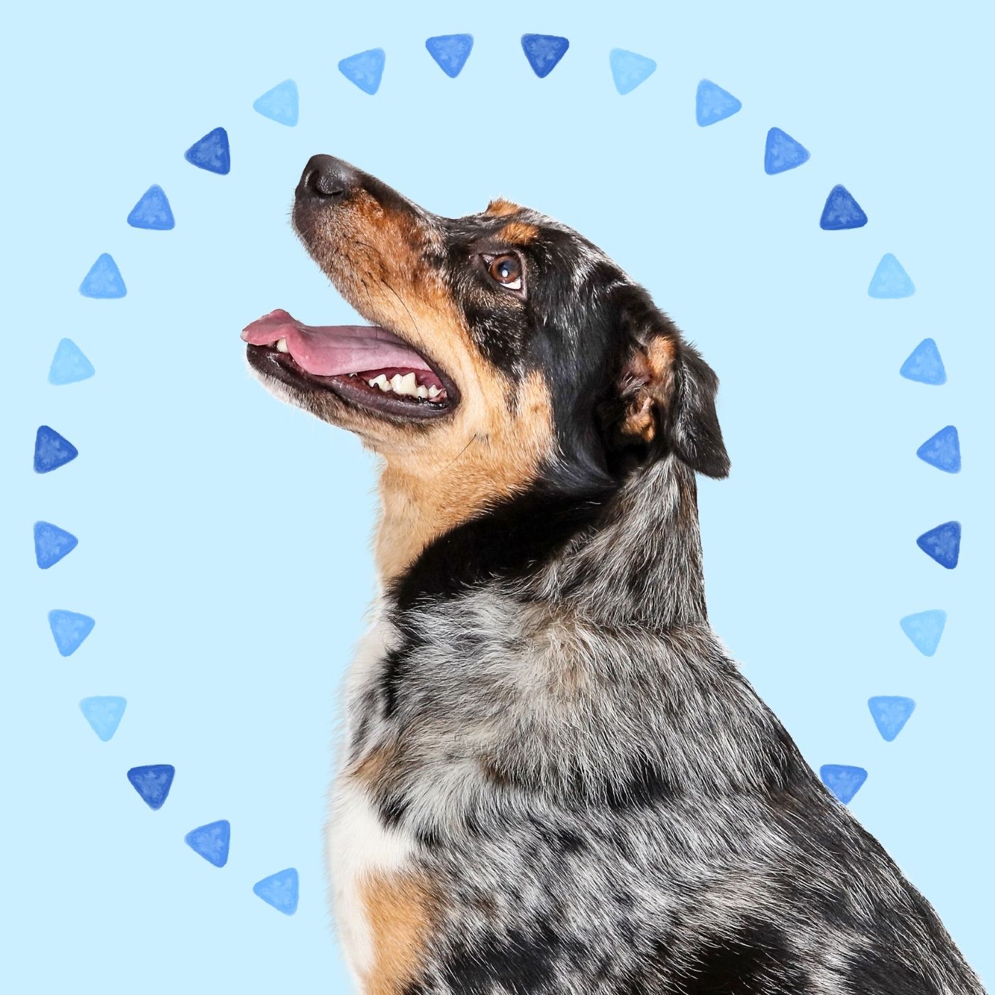 australian shepherd dog in front of a light blue background and blue watercolor triangle elements