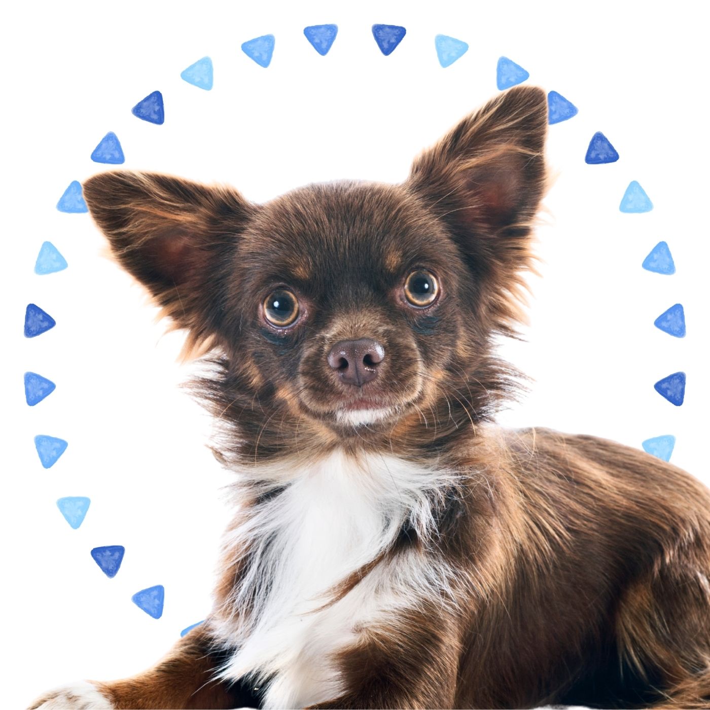 brown and white chihuahua in front of a white background and blue watercolor triangle elements