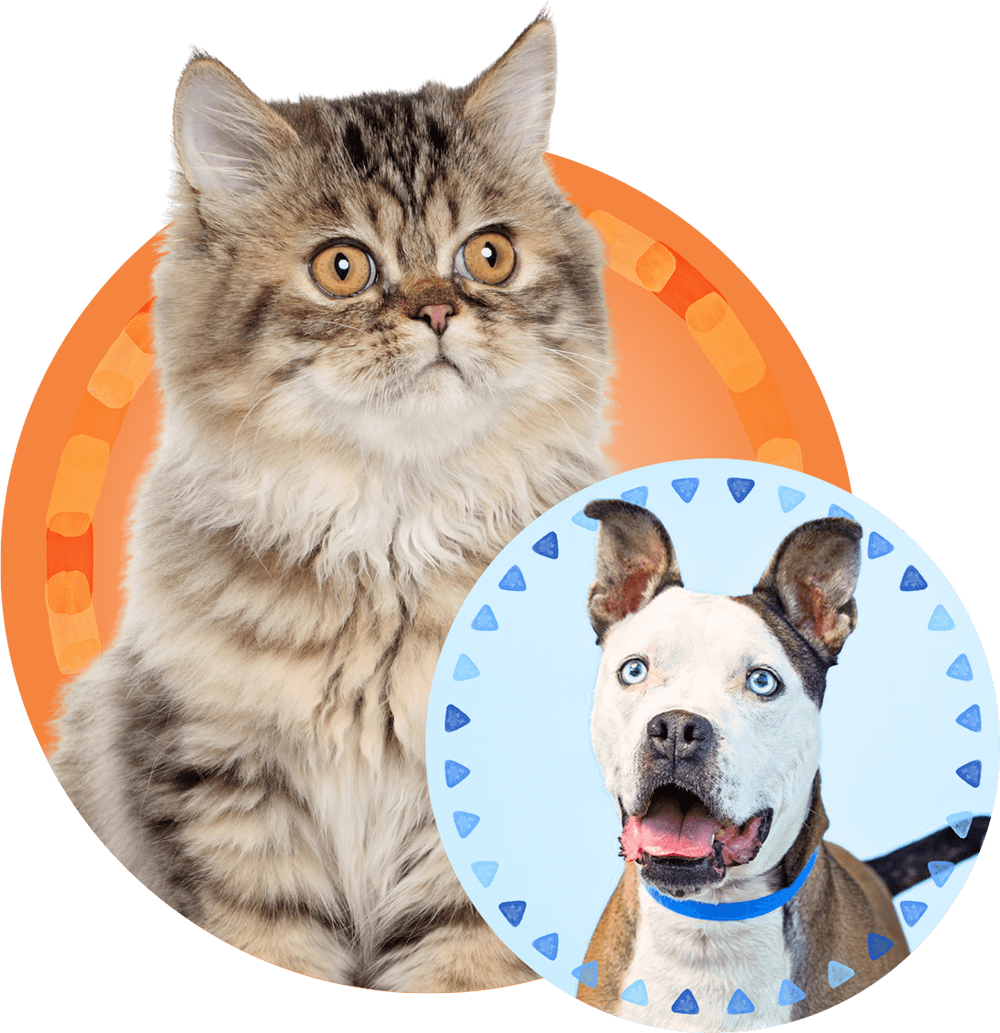 orange and blue circles framing a fluffy brown cat and a brown and white shorthaired dog