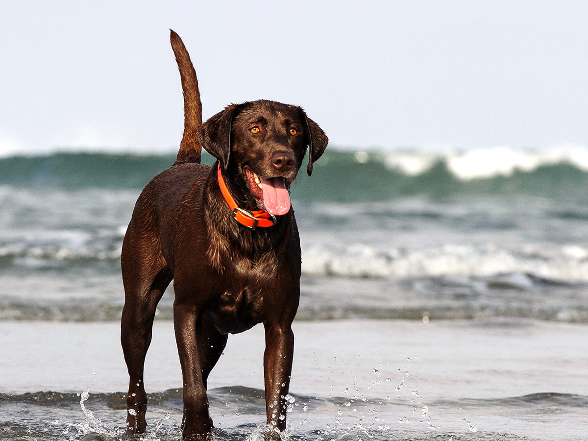 chocolate-lab-dog-standing-in-water-at-beach-1200x900-1
