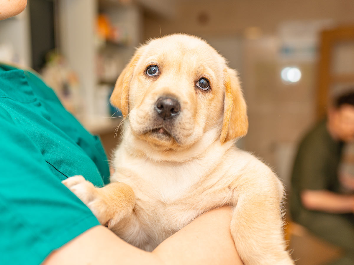 labrador-puppy-resting-in-arms-of-veterinary-healthcare-professional-1200x900-1